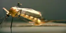 Chikungunya, dopo San Donato un caso di contagio a Como