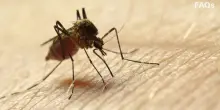 West Nile, 80enne muore ad Aprilia, 8ª vittima nel Lazio. Primo caso a Trento, un altro nel Biellese