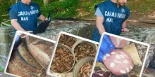 Alimenti scaduti anche da 20 anni, operazione del Nas nei rifugi in Appennino: sospese 4 attività