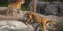 L'appello dello zoo di Aalborg: donateci polli, conigli e cavalli per sfamare i nostri felini