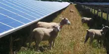 Nell'Unione europea l'energia solare è prima fonte dei 27. Record a giugno: superati gas e carbone