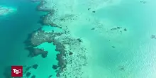 Australia, 2.300 Km di barriera corallina a rischio: sbiancamento record nell'ultimo anno
