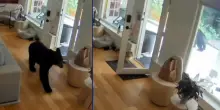 Un Volpino di Pomerania mette in fuga un orso: l’incredibile video da Vancouver