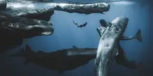 Ocean Photographer of the Year: le foto finaliste