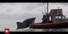 Lo squalo "compie" 50 anni: un film dalla forza dirompente e senza tempo