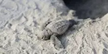 Lo spettacolo della schiusa delle uova di tartaruga Caretta Caretta
