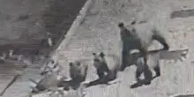 L’orsa Bambina e i suoi tre cuccioli a spasso per le strade di Scontrone