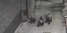 I clienti sono nel ristornate ma fuori dal locale passeggia un'orsa con i suoi cuccioli