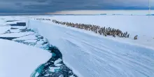 Wildlife Photographer of the Year 2025: fotografia e scienza unite per la difesa della natura