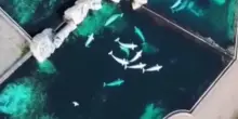 Canada, parco marino minaccia di sopprimere 30 beluga se non arrivano i fondi del governo