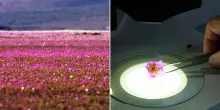 Il segreto del fiore del deserto di Atacama: una chiave contro il cambiamento climatico?