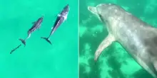 Un piccolo delfino intrappolato in una lenza da pesca viene liberato: il salvataggio in Australia