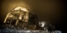 Una iena nella città fantasma vince il Wildlife Photographer of the Year 2025
