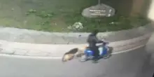 Dogsitter in bici trascina il cane con un collare a strozzo per 6 chilometri