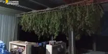 Sequestrata una tonnellata di cannabis nel laboratorio nascosto tra le montagne