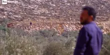 Cisgiordania, i coloni israeliani impediscono la raccolta delle olive, l'esercito lancia lacrimogeni