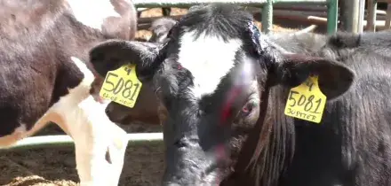 Veterinaria Hi Tech a Tor Vergata