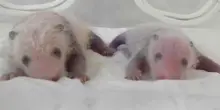 Mamma panda dà alla luce due gemelli: le prime immagini dei cuccioli appena nati