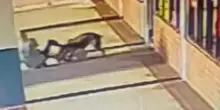 L'anziana morde un pitbull al collo per difendere il proprio cane