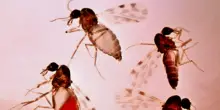 West Nile, nuovi casi in Sardegna: "Il virus circola troppo, servono droni per i controlli"