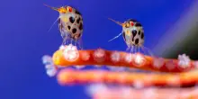 Due coccinelle del mare vincono l’Ocean Photographer of the Year