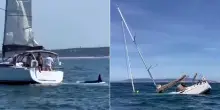 Portogallo, branco di orche affonda una barca a vela vicino a Lisbona