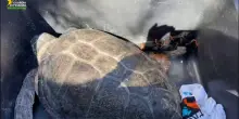 Le due tartarughe marine sono guarite e tornano a nuotare nel Salento