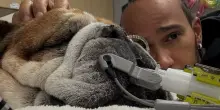 È morto Roscoe, il cane di Lewis Hamilton. Il dolore del pilota sui social