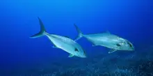 "Ventotene tra storia e natura", Paganello vince il campionato italiano video sub