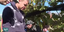 Vendemmia solidale, il "Vino del sorriso" compie 19 anni