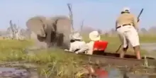 Botswana, elefante carica i turisti troppo vicini ai cuccioli. Tutti salvi
