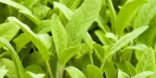 Quali sono le erbe aromatiche migliori da avere in giardino