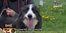 Videoadozioni Rifugio La Cuccia: il cane Niobe sogna una famiglia