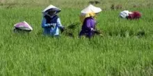 Più arsenico nel riso a causa del cambiamento climatico