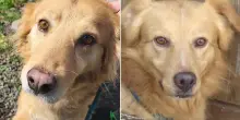 Lieto fine per i cani Carletto e Maya, fratello e sorella salvati da un rifugio lager: adottati grazie a La Zampa