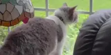 Il gatto che abbaia: un felino cresciuto tra i cani stupisce il web
