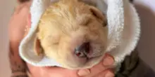 Unico sopravvissuto all’incidente stradale, il cane Maple Biscuit stupisce tutti: “Non credevamo potesse farcela”