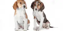 Cucciolo vs cane adulto: differenze nella gestione a diverse età