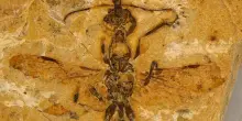 Scoperto in Brasile il fossile della “formica dell’inferno”: ha 113 milioni di anni