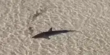 Salvano uno squalo bianco di tre metri arenato in Australia: gesto generoso, ma rischioso