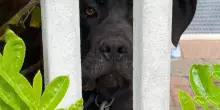 Cane Thor legato alla catena senza cibo e riparo, scatta la prima multa in Piemonte