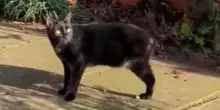 Il gatto che ha sfidato la morte: Hector, investito da un treno, torna a vivere