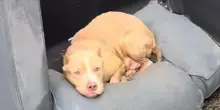 Un aborto spontaneo, l’abbandonato fra i rifiuti e infine l’amore: il riscatto del cane Ruby