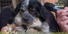 Videoadozioni Il Bau di Alpignano: il cane Tremolino sogna una famiglia tutta sua