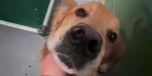 Hanno atteso tre anni solo per adottare un cane Golden Retriever, così cambia la vita del triste Shadow