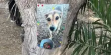 Uccisero Timida, il cane di quartiere trovato morto sui binari a Siracusa. Denunciati due uomini