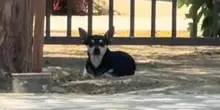 Rimane per giorni in attesa di chi lo ha abbandonato, il cane Coachella mangia la terra per la fame