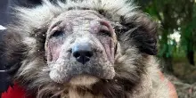 Da leone spelacchiato a dolce orsacchiotto: la rinascita del cane Nala