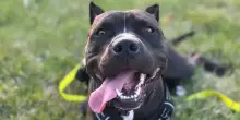 La nuova vita del cane Ozzy, salvato un minuto prima dell’eutanasia da un gatto