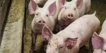 Aviaria, l’Efsa: “Allevamenti suini europei potrebbero diventare un ‘laboratorio’ del virus”